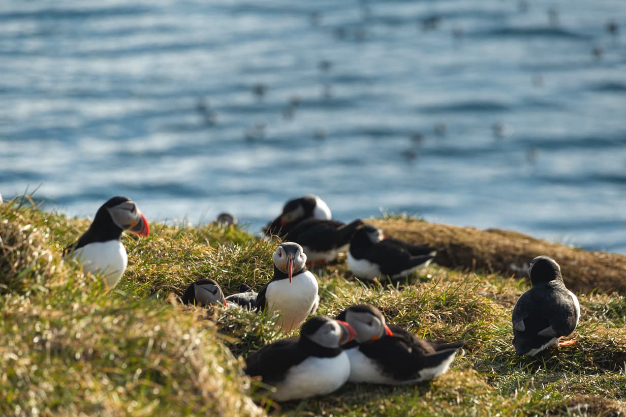 นกฟัฟฟิน ไอซ์แลนด์